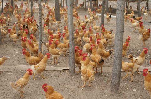 七旬老人养殖场里喂喂鸡，每月赚千余元养老钱