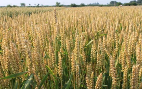 2016年11月份俄罗斯出口285.16万吨小麦