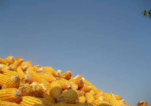黑龙江省开展异地代收代储玉米业务