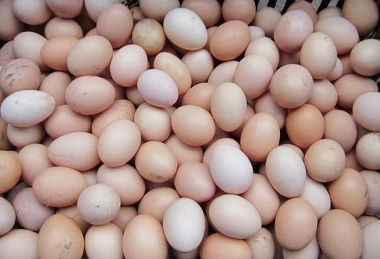 2016年鸡蛋市场价格行情：