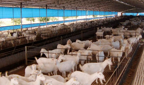 内蒙古科右前旗肉羊养殖实现标准化，为农户增收致富