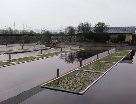 浙江德清县洛舍镇投20万建养殖尾水处理系统，实现生态再循环