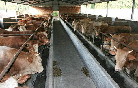四川三家镇大力发展生态养殖，有机肉牛带来高效益
