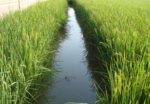 湖北省在洪湖市举办稻田综合种养技术培训班