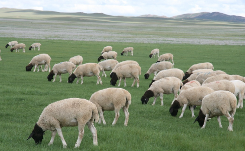 内蒙古察右前旗积极调整产业结构，加大农牧业产业化建设力度