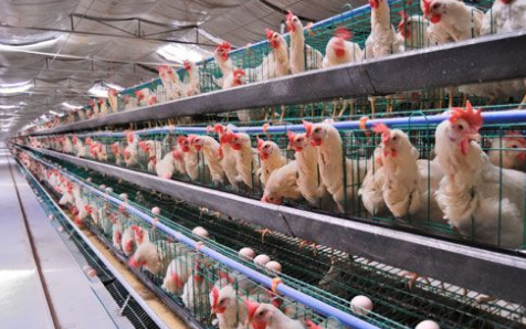 北京房山区农业局六举措施加强畜禽养殖环节监管工作