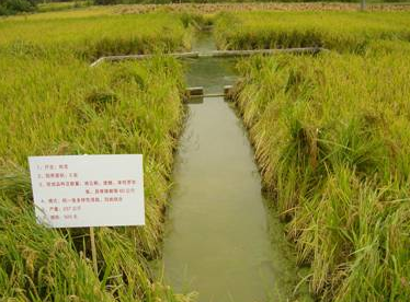 广西钦州：大力推广优质稻田养鱼产业模式助农增产增收