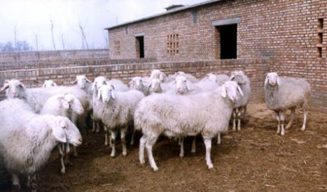 山西泽州县开办肉羊养殖技术培训班