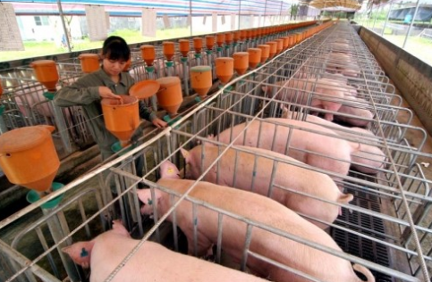 云南会泽县高度重视畜禽规模养殖场风险评估