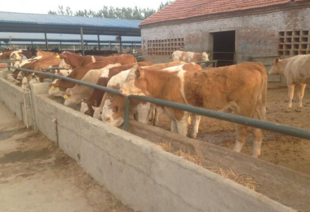 贵州大力扶持生态肉牛养殖业，取得良好经济效益