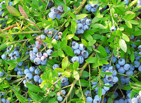 贵州兴仁县流转千亩土地种植蓝莓，带动老百姓致富