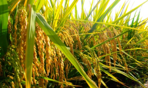 我国海水稻试种成功，亩产量超过300斤