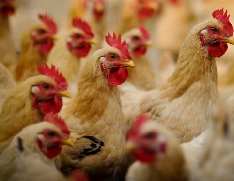 浙江海宁市完成黄羽肉鸡生产监测数据核查工作