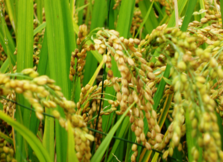 浙江湖州市首部水稻绿色防控地方标准出台