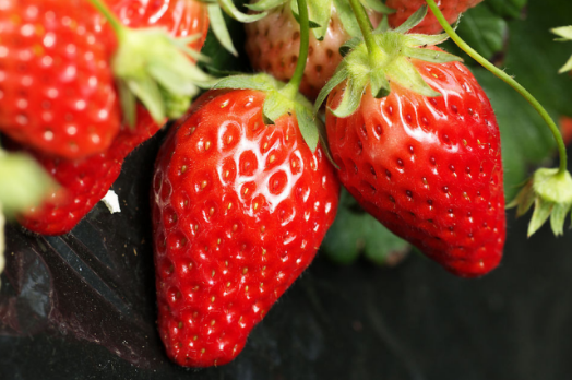 广西南宁市草莓大面积成熟了！