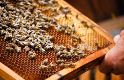 海南：海口永兴镇开展2016年精准扶贫蜜蜂养殖实用技术培训班
