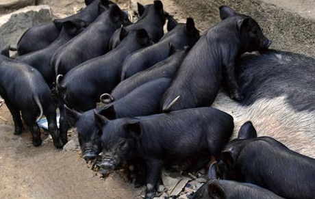 “黑六”养殖基地正式落户河北张家口，年出栏3万头黑猪供应北京市场