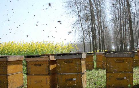 重庆：养蜂专家为养殖户传授中蜂养殖技术