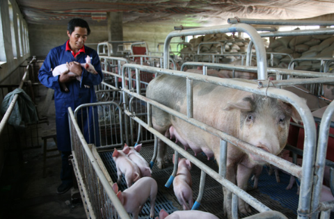 福建市落实“生猪六条措施”，召开生猪养殖污染治理会议