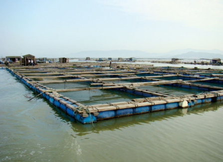 云南云县：助力群众发展渔业网箱养殖之路，实现脱贫致富