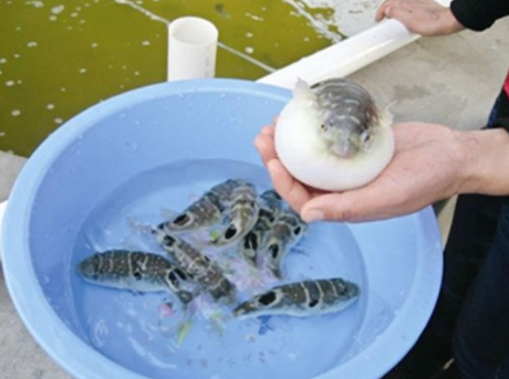 国家两部门宣布有条件放开河豚鱼养殖加工经营