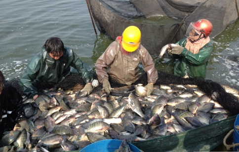 云南墨江县大水面围栏养殖罗非鱼喜获丰收，探索出养殖新路