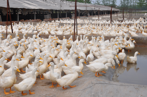 养殖致富不走寻常路，土方法养殖肉鸭年收入5万元以上