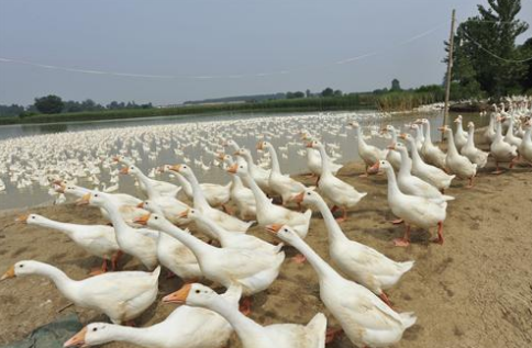 四川泸县玄滩镇召开大白鹅发展工作座谈会，助力农户走上致富路