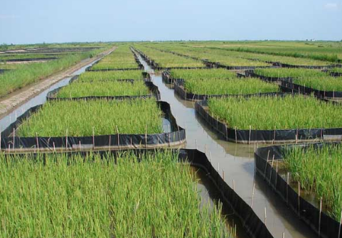 2016年吉林省稻田养殖面积达到20万亩，“一稻两吃”增效快