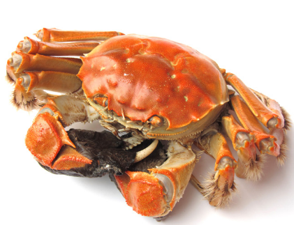 螃蟹价格还会涨吗：江苏螃蟹产量减少，价格涨了一半