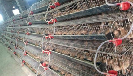 重庆铜梁区今年特种畜禽养殖场已达到340余家