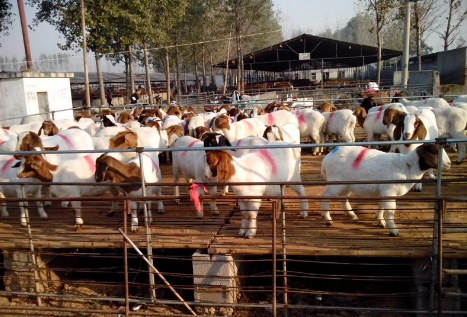 青海民和县：牛羊饲养量处在全市前列，打造农民致富产业