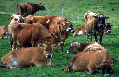 畜牧业转型发展迫在眉睫，如何走好生态路？