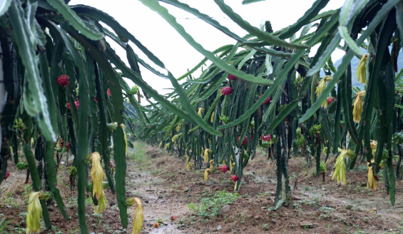 广西：南宁市那陈镇火龙果种植面积达2万余亩，成农户的“致富果”