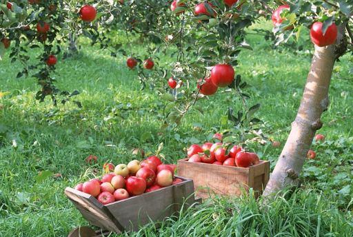 云南个旧市打造“一村一品”，发展苹果种植13公顷