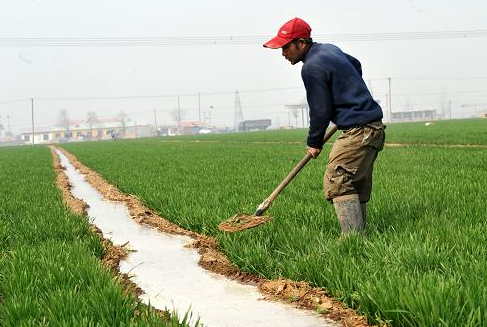 新疆洛浦县开展冬小麦灌溉工作，已灌溉冬小麦18万亩