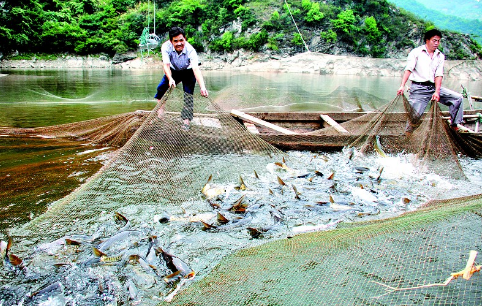 2016年10月份湖北省养殖鱼类开始陆续上市，鱼病预测预报