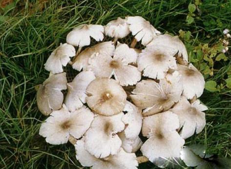 农村人都不敢乱摘的这种蘑菇，高血压却争着要吃