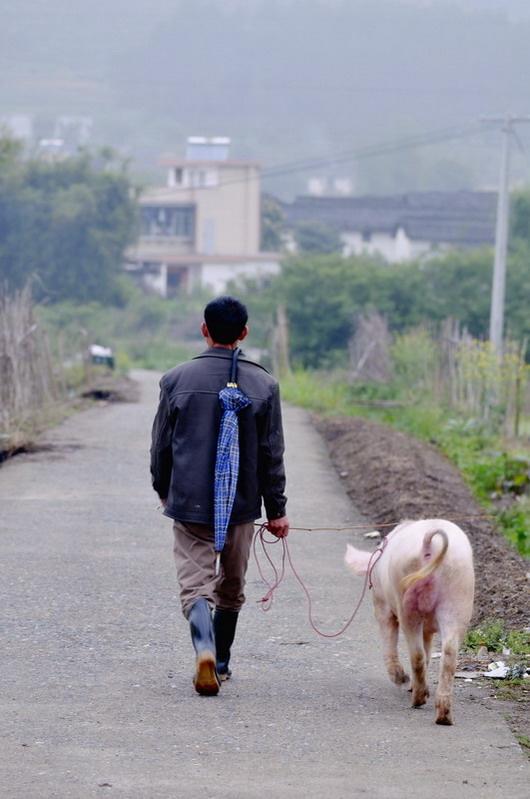 城里人遛狗不稀奇，农村人遛猪你见过吗？