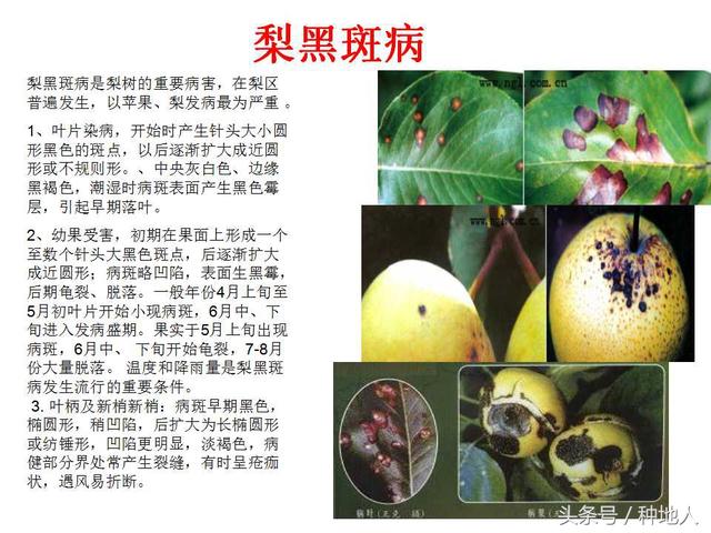 梨树22种病害识别和防治方法，种梨人必备