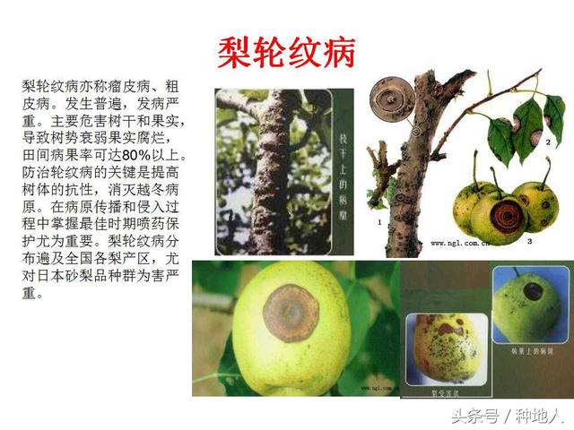 梨树22种病害识别和防治方法，种梨人必备