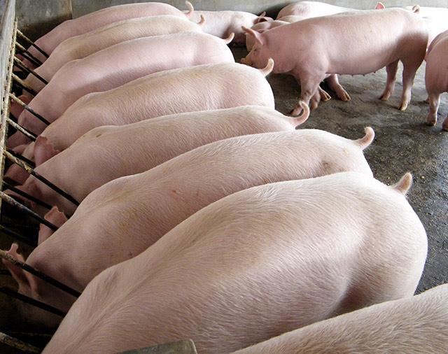 大蒜在养猪过程中的妙用，每一个农村的养殖户都应该了解下！