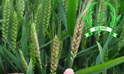 小麦赤霉病的最佳预防时期是在哪个阶段，用什么农药预防效果好？