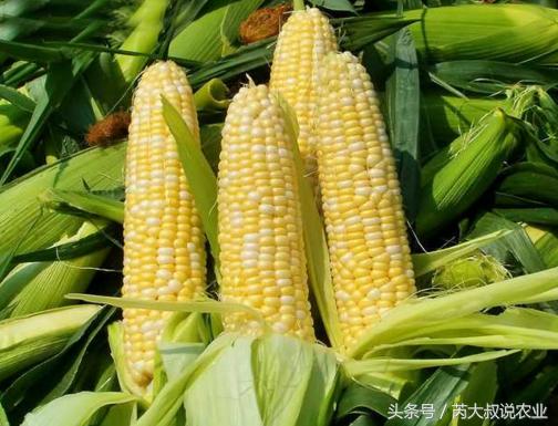 玉米价格大萧条，农民如何过年？