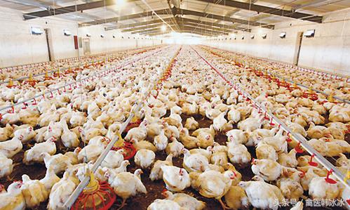 2017年养殖补贴政策出炉，养鸡的又被冷落