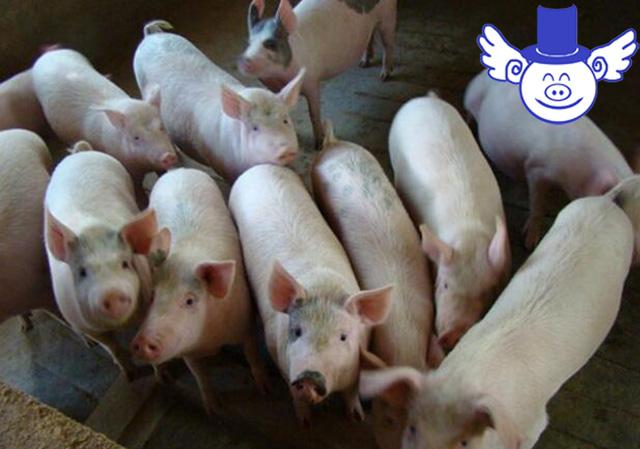 生石灰在养猪过程中的妙用，每一个农村的养殖户都应该了解下！