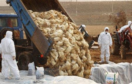 禽流感来了或许是好事，明年养鸡的可能比养猪的更赚钱