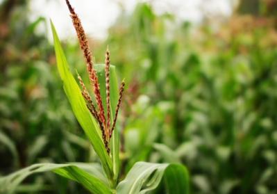 玉米价格下跌，但2017年种植赚钱“法宝”多