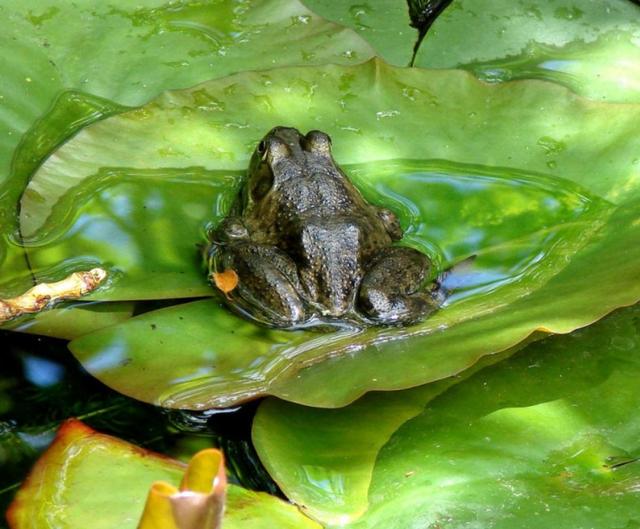 560亩美国青蛙养殖场面临倒闭，请指导！