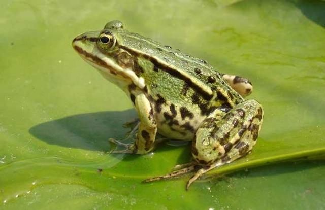 560亩美国青蛙养殖场面临倒闭，请指导！